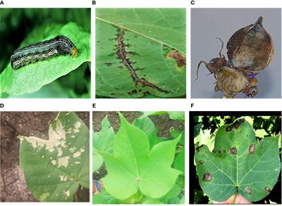 Identification of cotton pest and disease based on CFNet- VoV-GCSP -LSKNet-YOLOv8s: a new era of precision agriculture